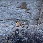 Red Fox are good climbers