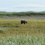 Alaska Peninsula Coastal Brown Bear