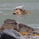 The seals like to congegrate at Eban Rock