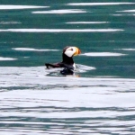 Puffin sightings in Nakalilok Bay are very common
