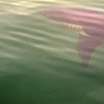 A rare Salmon Shark sighting in Nakalilok Bay