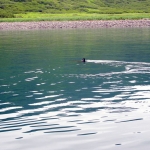 A rare Salmon Shark sighting in Nakalilok Bay