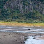 Bull Moose on Tidal Flat