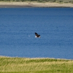 Bald Eagle Viewed from Camp