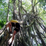 Climbing an enomorous Strangler Fig tree