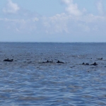 We found tuna with this huge school of spinner dolphin.