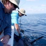 We boated one sailfish this day and missed several others.