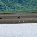 Coastal brown bear on tidal flat