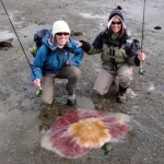 large jellyfish on tidal flat