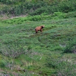 Coastal brown bear on day hike