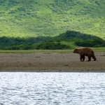 Young coastal brown bear