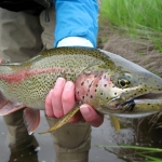 Fly Fishing Trout in Alaska
