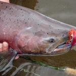 King Salmon Fly Fishing in Alaska