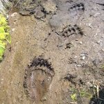 Bears Tracks on the River