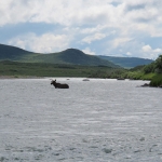Moose Crossing the Big River