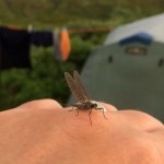 Alaska Mayfly Hatch