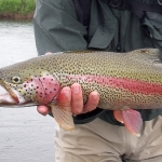 Alaska Trout Fly Fishing