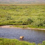 Alaska Brown Bear Photo