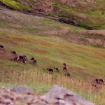 Alaska Wildlife Photography