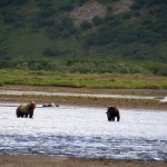Alaska Bear Photos