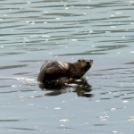 Alaska Wildlife Photos