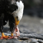 Alaska Eagle Photo