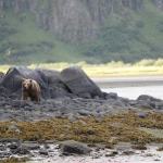 Alaska Brown Bear Photo