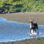 Alaska Wildlife Photo