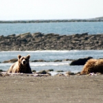 Alaska Bear Photo