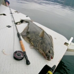Halibut on a fly