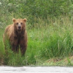 Alaska Brown Bear Viewing