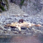 Alaska Wildlife Viewing
