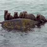 Alaska Wildlife Viewing