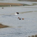 Alaska Brown Bear cubs learning how to fish
