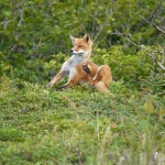 Great fox photo!