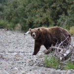 Alaska Peninsula Coastal Brown Bear