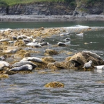 Seals at Eban Rock