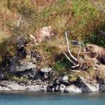Alaska Peninsula Bear Viewing