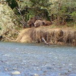 Alaska Peninsula Bear Viewing