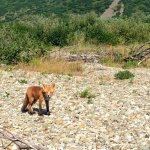 Red Fox up the River Valley