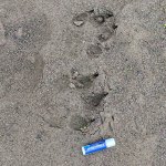 Wolf tracks are more common than wolf sightings!