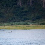 Alaska Peninsula Wildlife Viewing