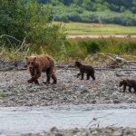 Alaska Peninsula Brown Bear Viewing