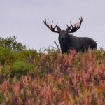 Alaska Peninsula Wildlife Viewing