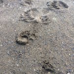 Porcupine and Bear Tracks