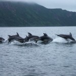 Alaska Wildlife Photography Trip