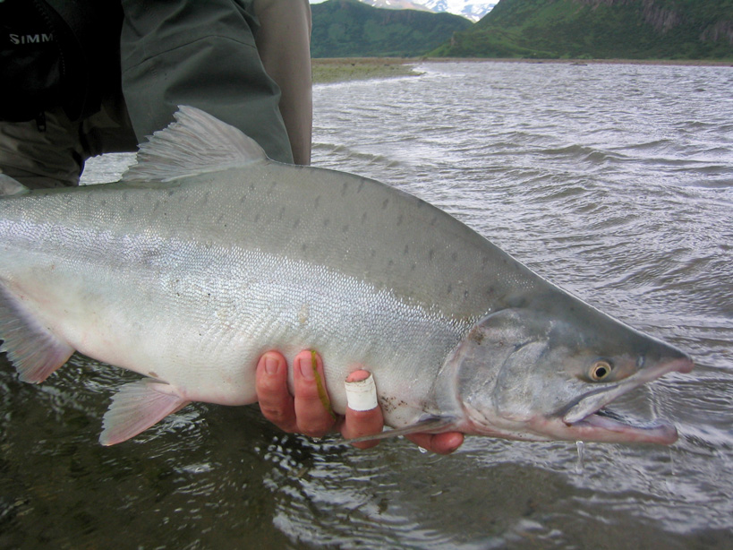 Pink Salmon - Guide for Fishing