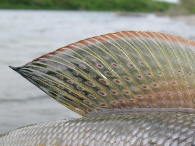 unique-dorsal-fin-of-the-arctic-grayling