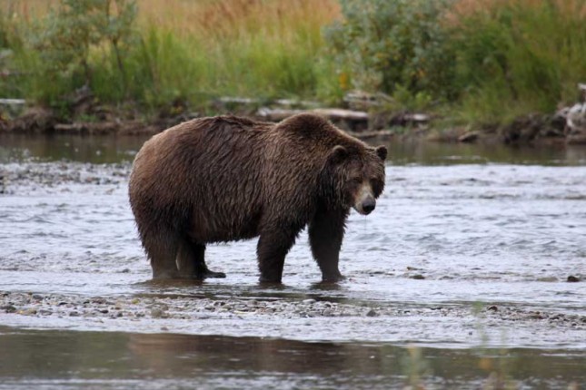 Alaska Coastal Brown Bears Alaska Fly Fishing Trips