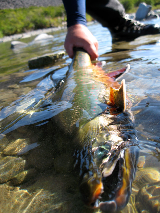 remotealaskaflyfishing Alaska Fly Fishing Trips